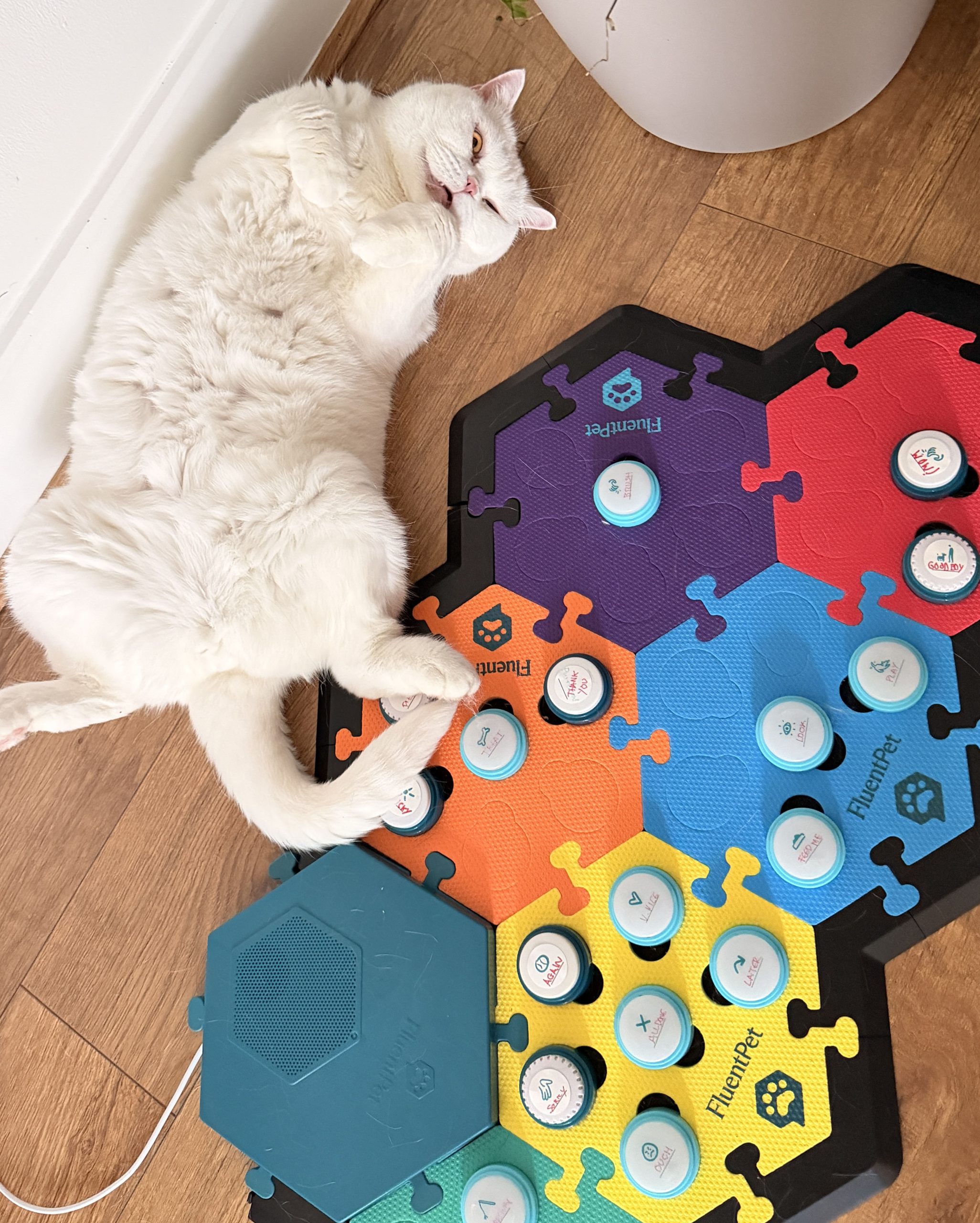 Lyle sitting seriously on colourful cat communication button tiles