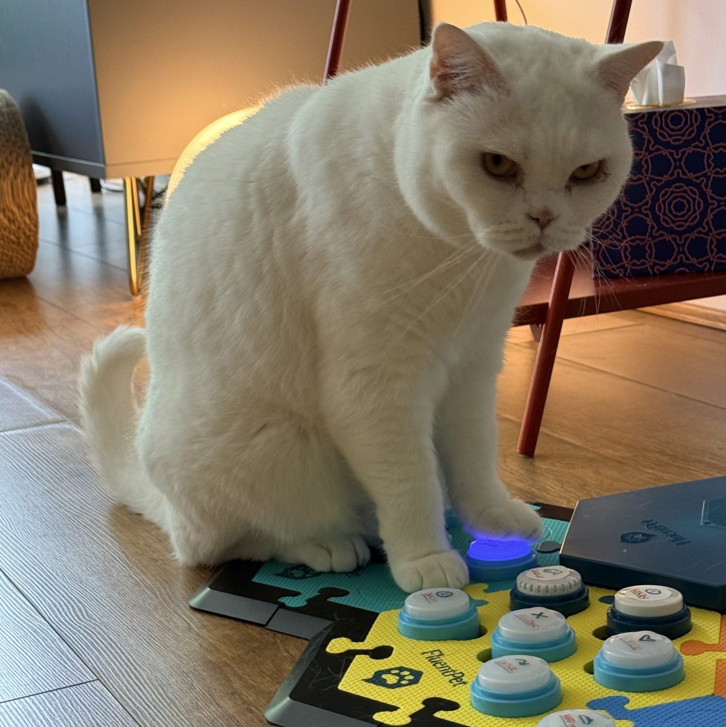 Lyle pressing a cat communication button