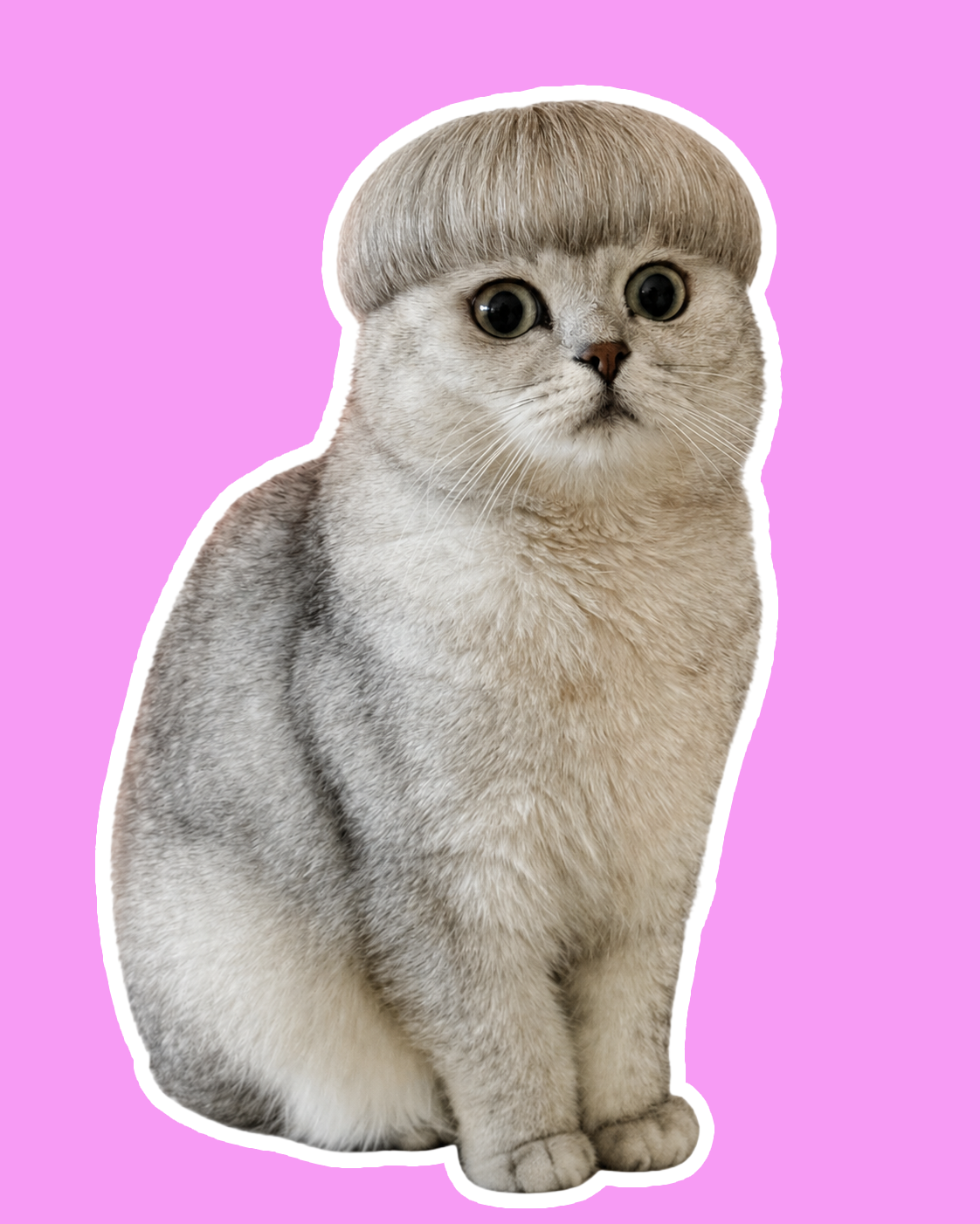 Rabbitovitz the grey British Shorthair