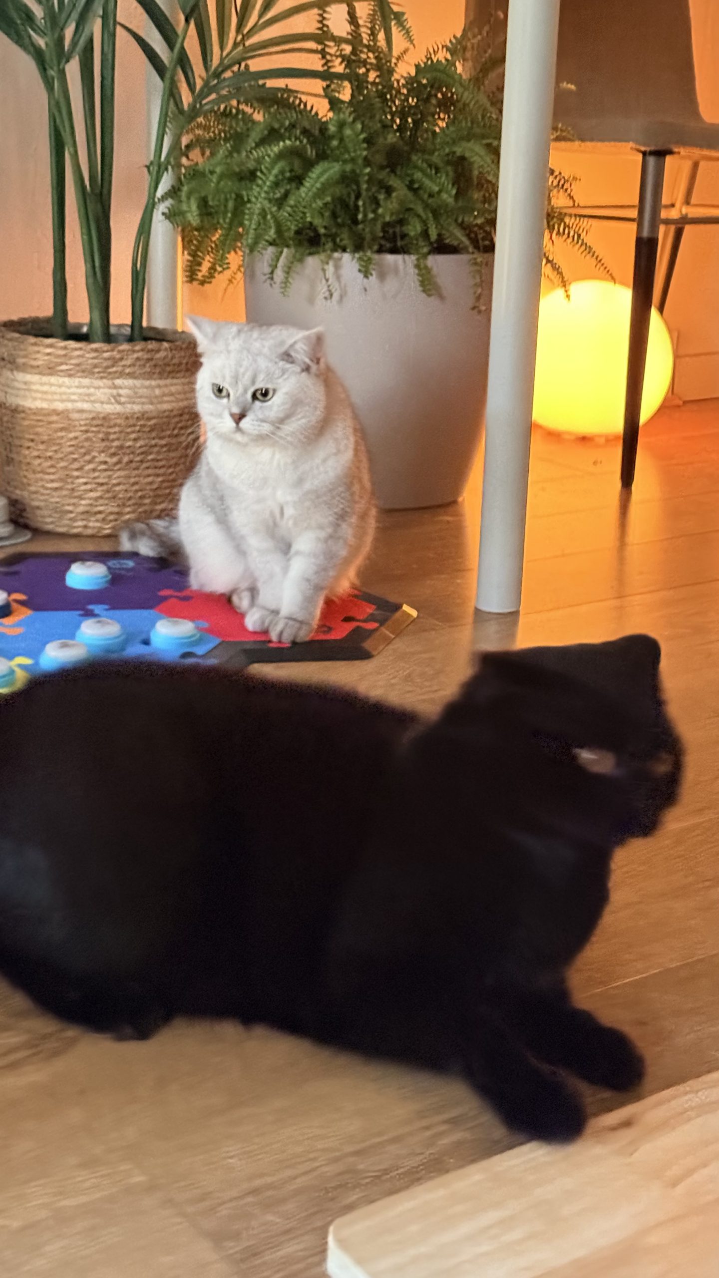 Another Lyle cat button training moment