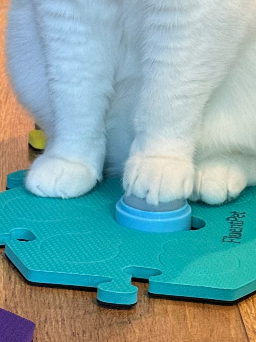 Close-up of Lyle pressing a cat learning button