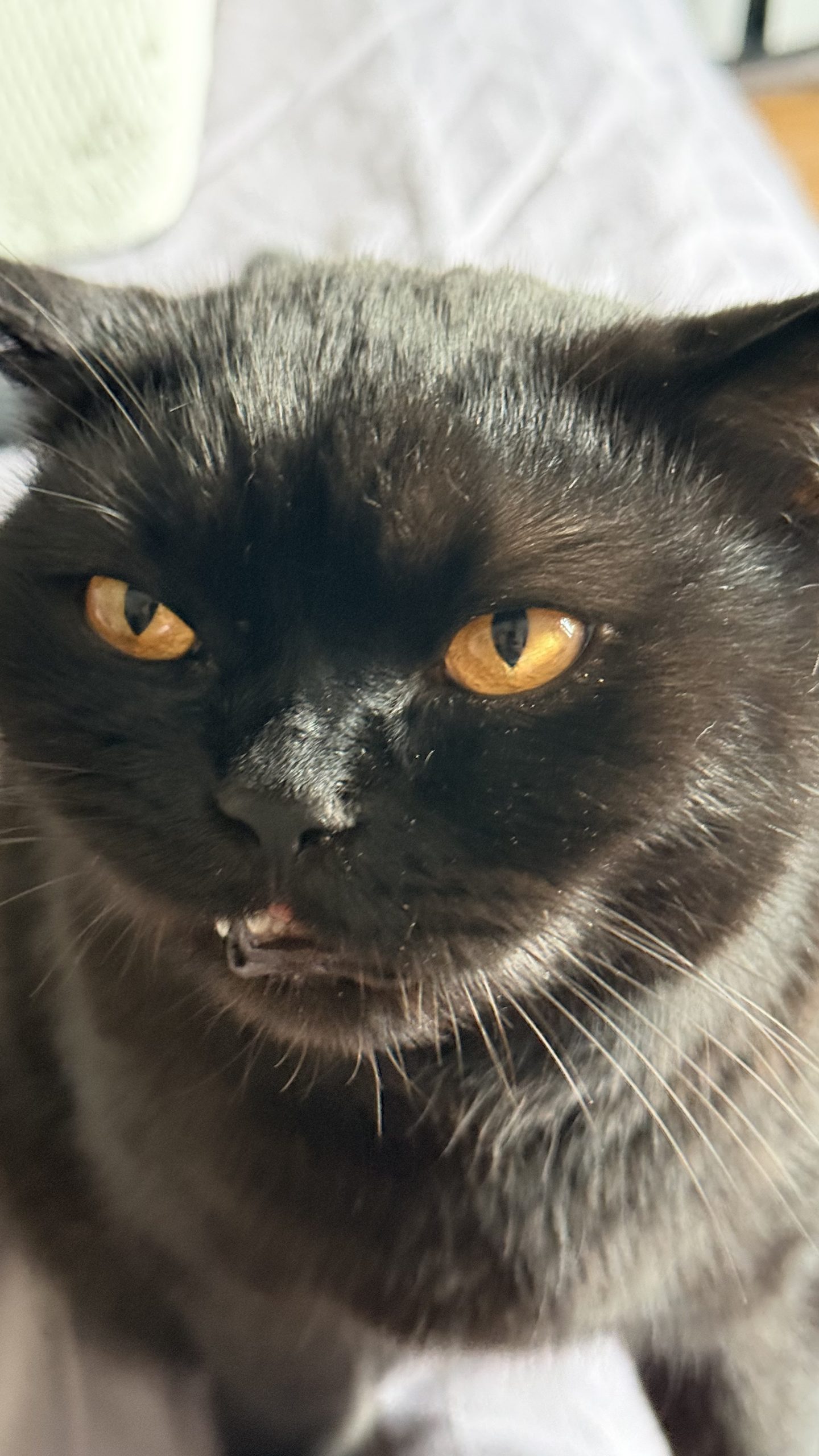 Purrcival