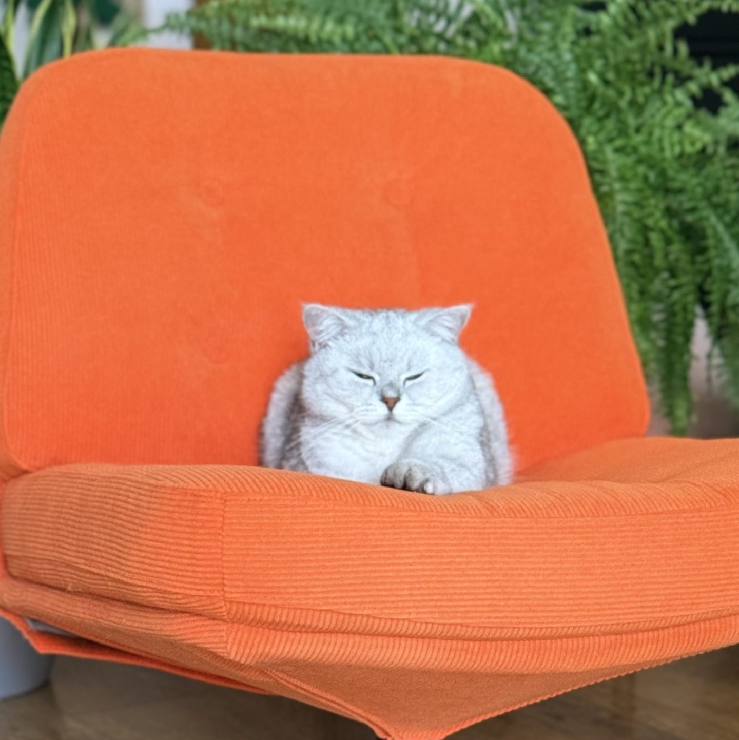 Rabbitovitz sleeping on an orange chair after making biscuits